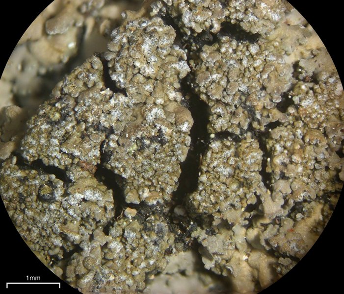 Fuscopannaria sorediata