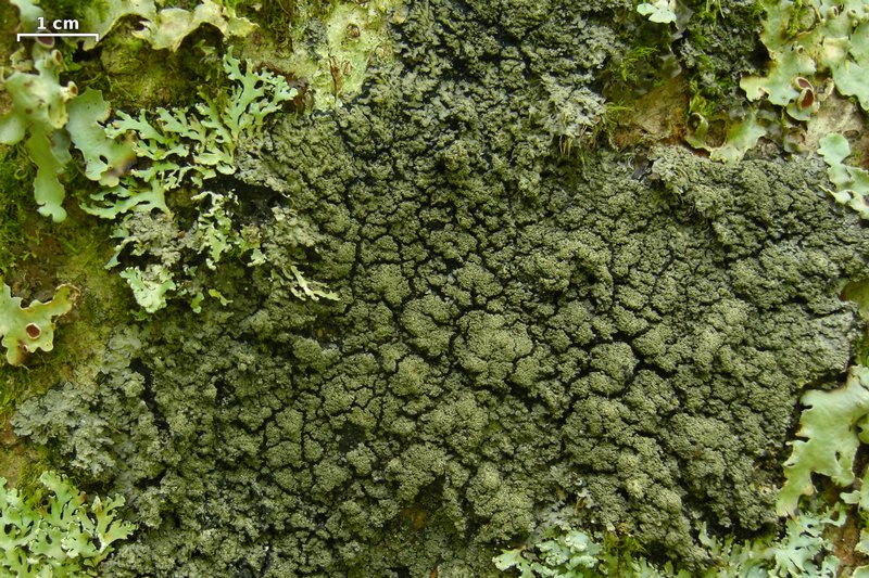 Fuscopannaria sorediata