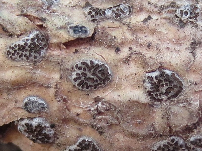 Glyphis cicatricosa