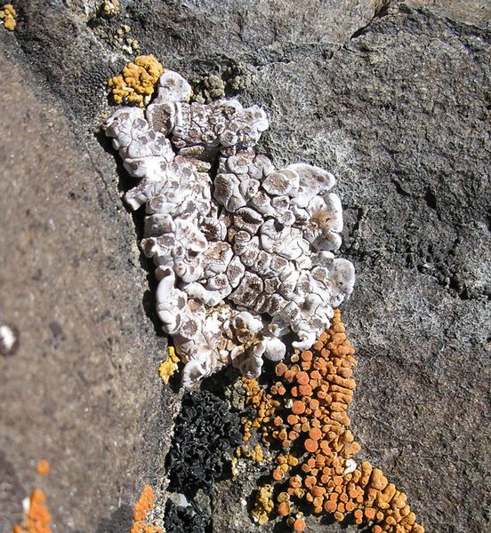 Glypholecia scabra