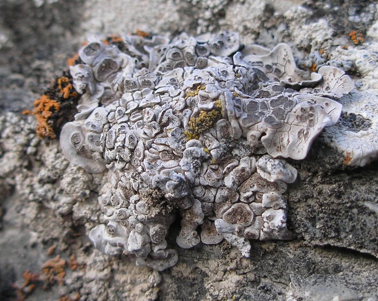 Glypholecia scabra