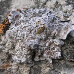 Glypholecia scabra