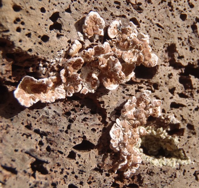 Glypholecia scabra