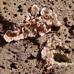 Glypholecia scabra