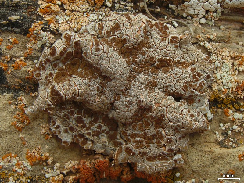 Glypholecia scabra