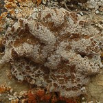Glypholecia scabra