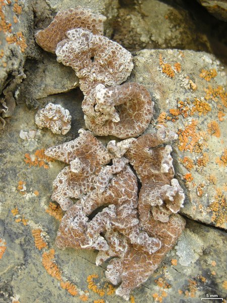 Glypholecia scabra