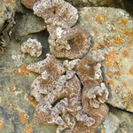Glypholecia scabra
