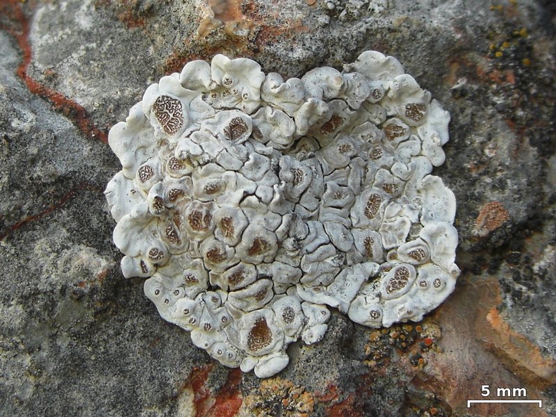 Glypholecia scabra