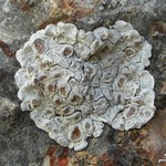 Glypholecia scabra