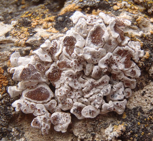 Glypholecia scabra