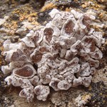 Glypholecia scabra