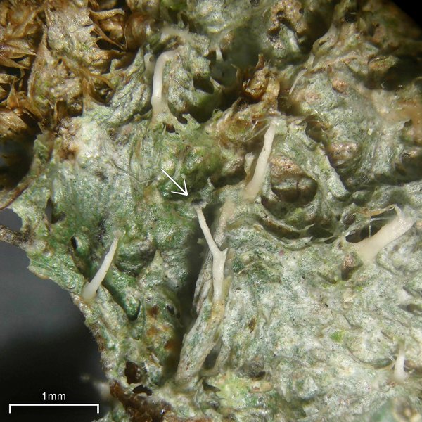 Gomphillus americanus