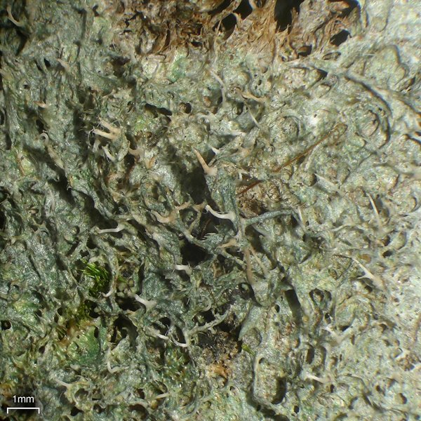 Gomphillus americanus
