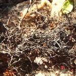 Gowardia nigricans