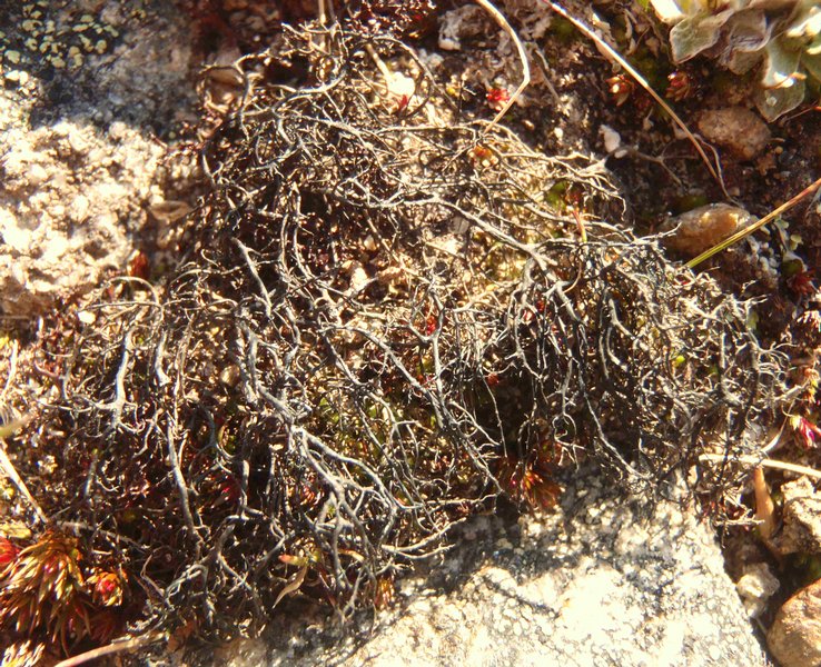 Gowardia nigricans