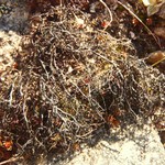 Gowardia nigricans