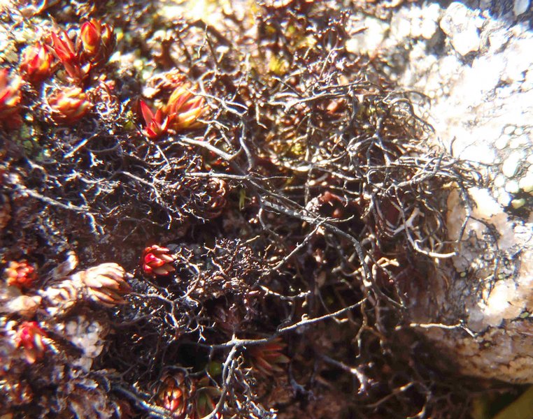 Gowardia nigricans