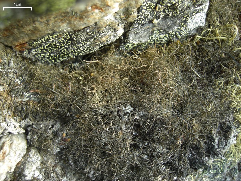 Gowardia nigricans