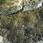 Gowardia nigricans