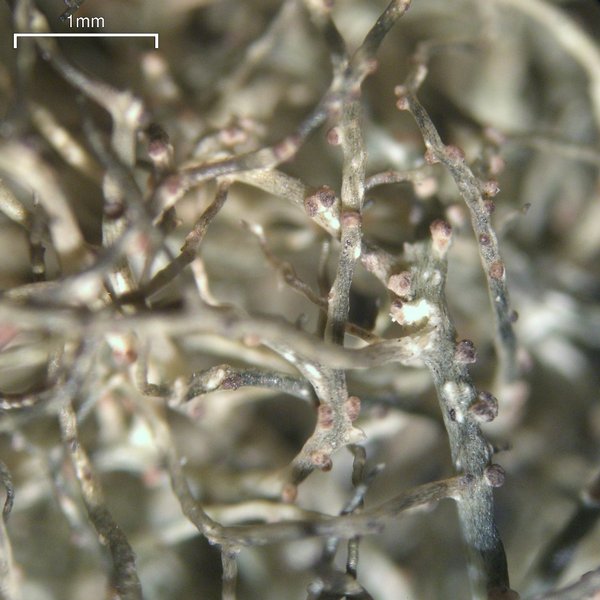 Gowardia nigricans