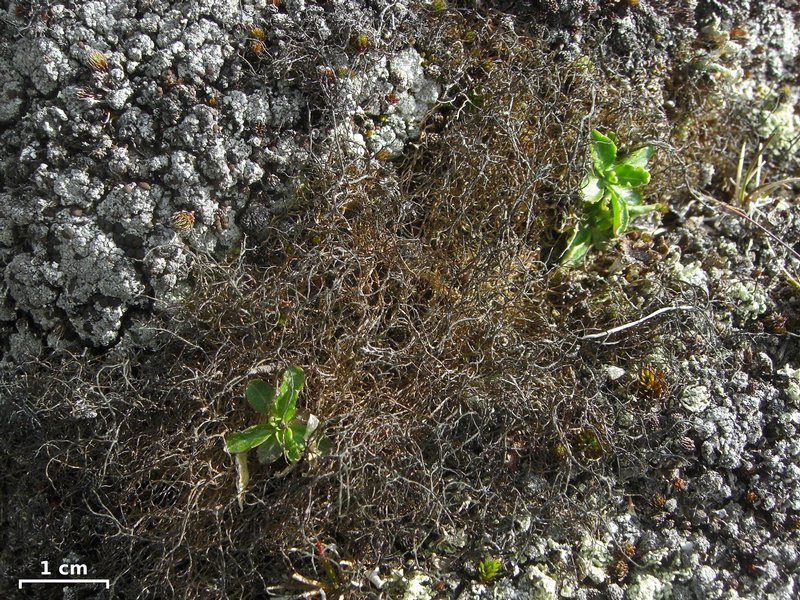 Gowardia nigricans
