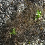 Gowardia nigricans