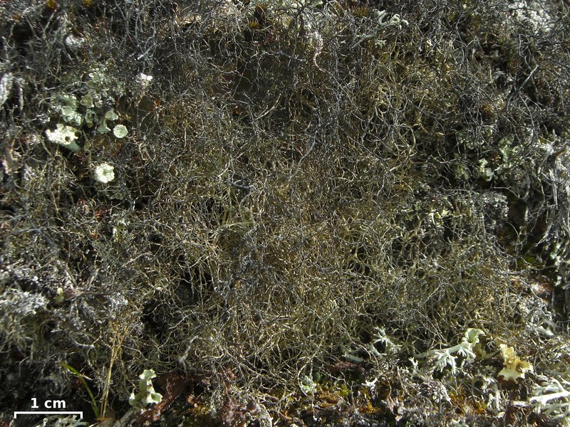 Gowardia nigricans