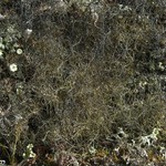 Gowardia nigricans