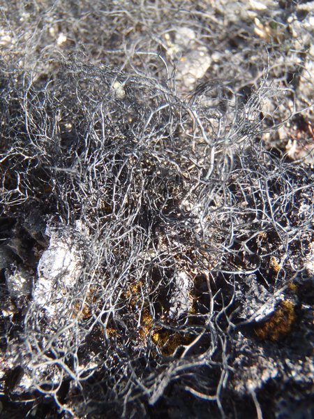 Gowardia nigricans