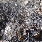 Gowardia nigricans
