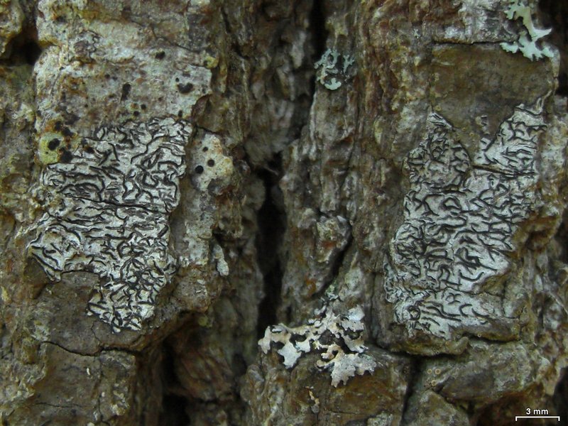 Graphis desquamescens