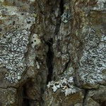 Graphis desquamescens