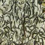 Graphis desquamescens