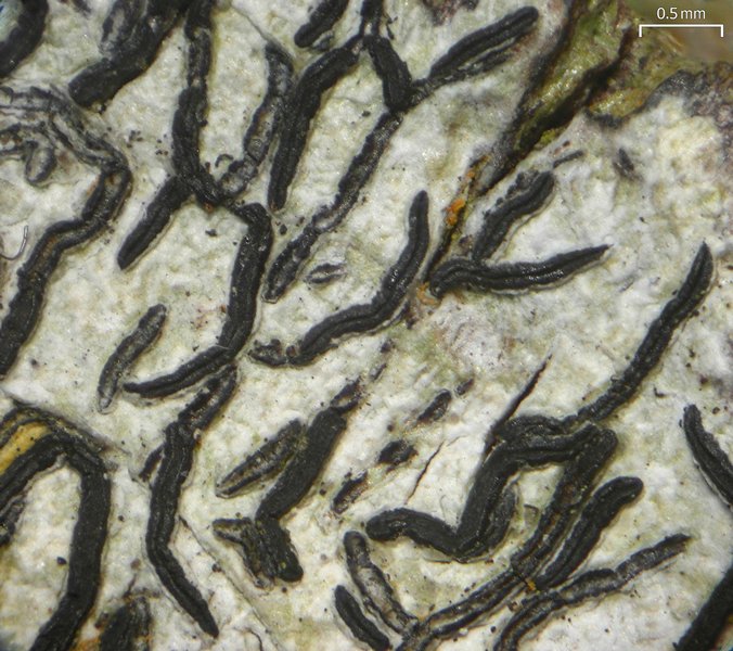 Graphis desquamescens