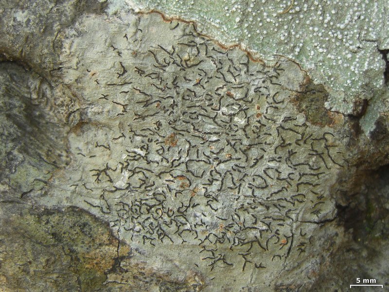 Graphis elegans