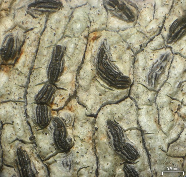 Graphis elegans