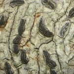 Graphis elegans
