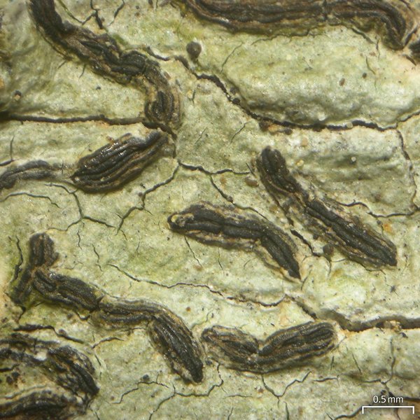 Graphis elegans