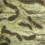 Graphis elegans