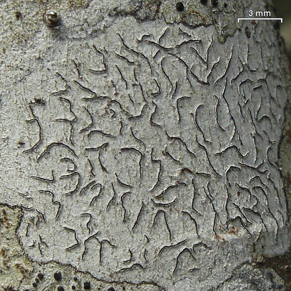 Graphis furcata