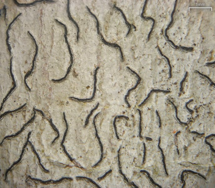 Graphis furcata