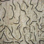 Graphis furcata