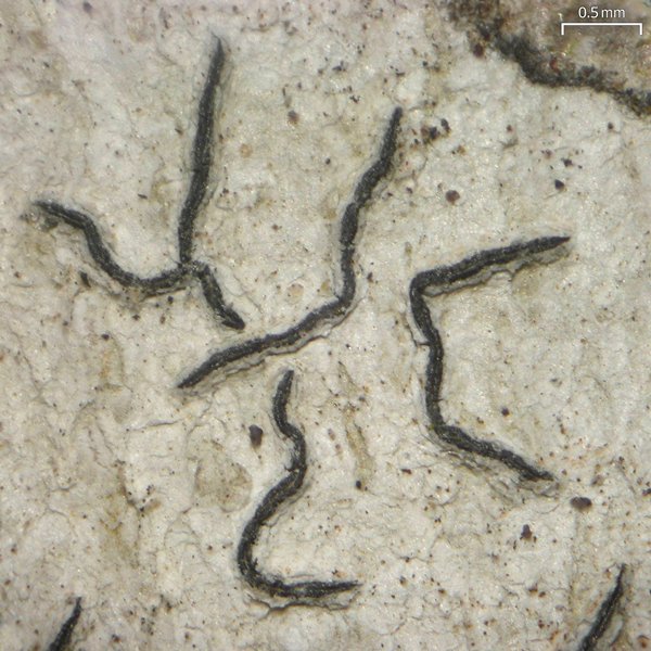 Graphis furcata