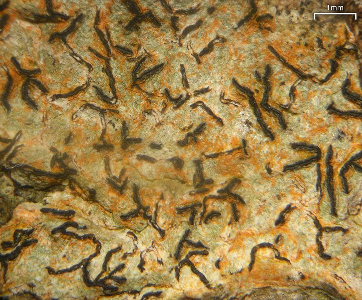 Graphis lineola