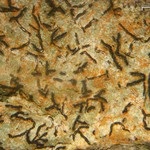 Graphis lineola