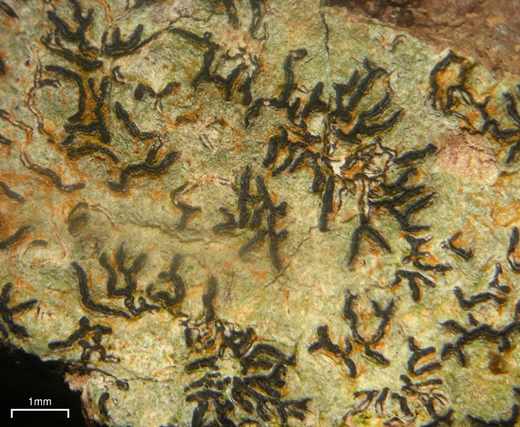 Graphis lineola