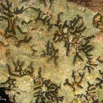 Graphis lineola