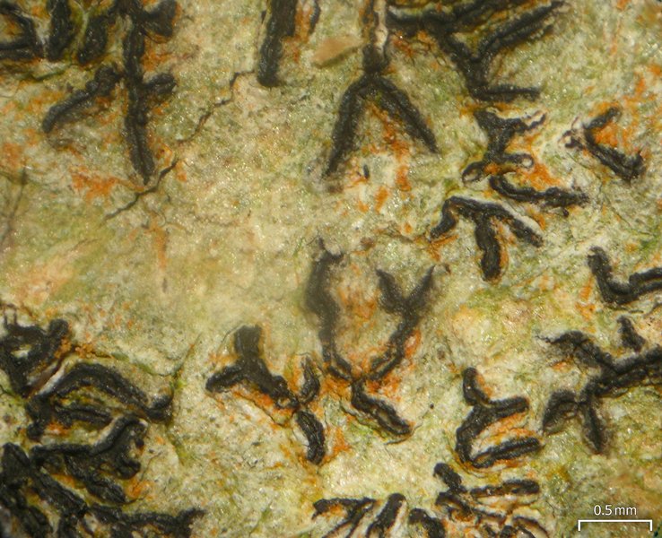 Graphis lineola