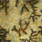 Graphis lineola